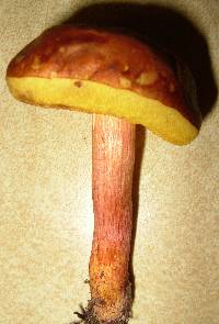 Leccinum rubropunctum image