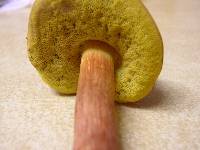 Leccinum rubropunctum image