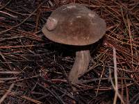 Tylopilus porphyrosporus image