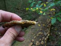 Trametes pubescens image