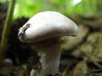 Cortinarius alboviolaceus image