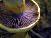 Cortinarius alboviolaceus image