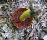 Cortinarius semisanguineus image