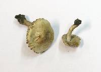 Inocybe fraudans image