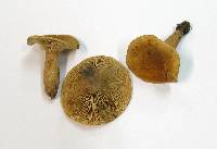 Lactarius fulvissimus image