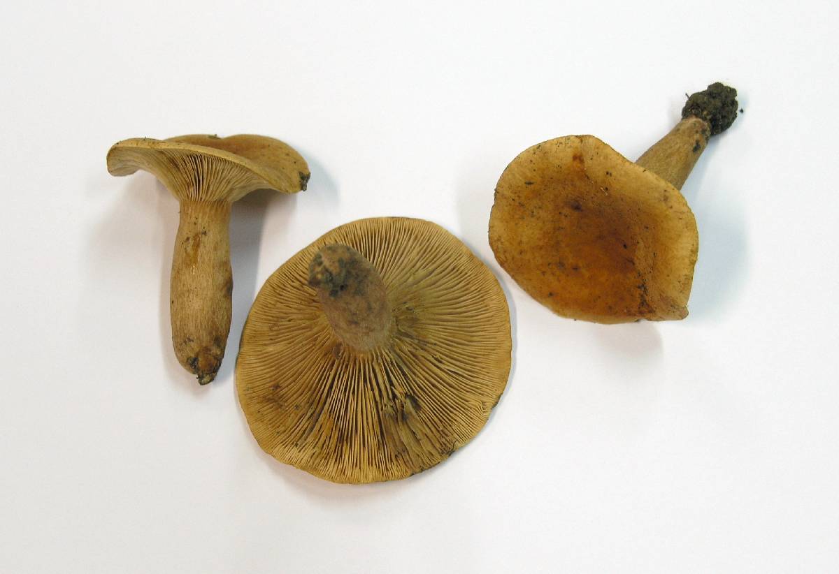 Lactarius fulvissimus image