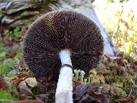 Stropharia hornemannii image