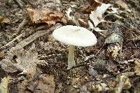 Amanita farinosa image