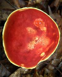 Boletus campestris image