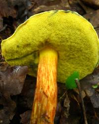 Boletus campestris image