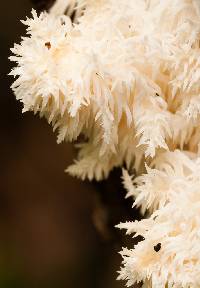 Hericium americanum image