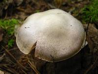 Cortinarius alboviolaceus image