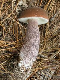 Tylopilus plumbeoviolaceus image