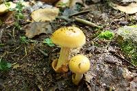 Amanita pseudovolvata image