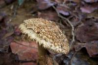 Amanita ravenelii image