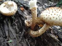 Pholiota squarrosoides image