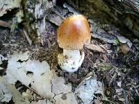 Amanita amerifulva image