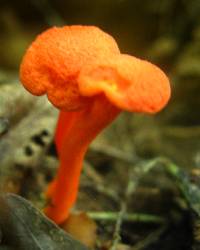 Hygrocybe miniata image