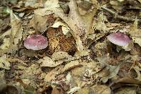 Russula subtilis image