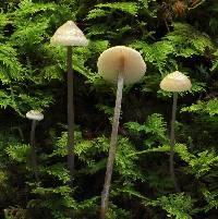 Entoloma conicum image