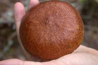 Suillus grevillei image