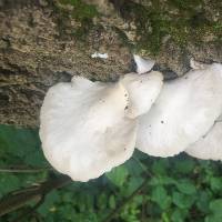 Pleurotus pulmonarius image