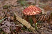 Suillus spraguei image