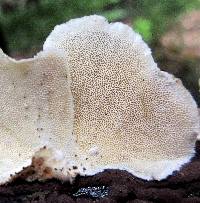 Trametes ochracea image