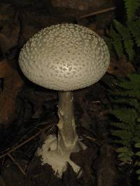 Amanita abrupta image