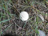 Lycoperdon marginatum image