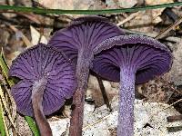 Laccaria amethystina image