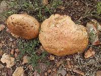 Boletus vermiculosoides image
