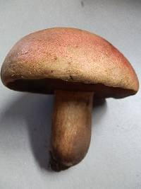 Boletus vermiculosoides image