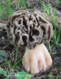 Morchella prava image