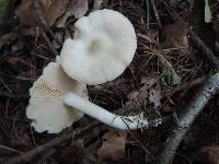 Entoloma albidum image