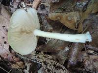 Entoloma albidum image