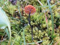 Marasmius pallidocephalus image