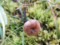 Marasmius pallidocephalus image