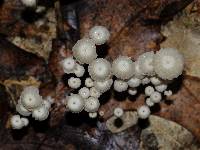 Marasmius capillaris image