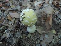 Amanita velatipes image