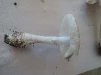 Amanita morrisii image