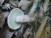 Tylopilus badiceps image