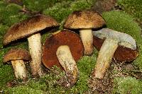 Boletus vermiculosoides image