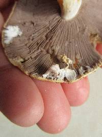 Stropharia hardii image