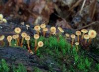 Xeromphalina kauffmanii image