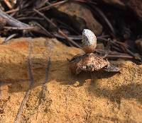 Geastrum minimum image