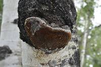 Phellinus tremulae image