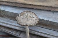 Amanita rhacopus image