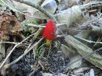 Hygrocybe cuspidata image