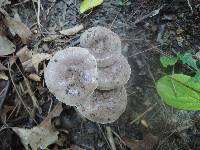 Lactarius mucidus image